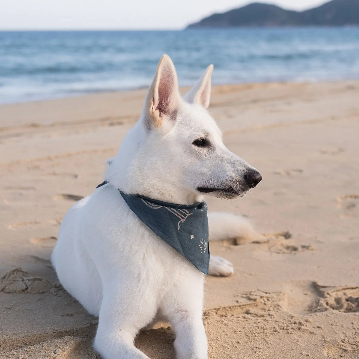 A white dog wearing the blue Night Patrol Dog Bandana while resting on the sand beside the ocean.