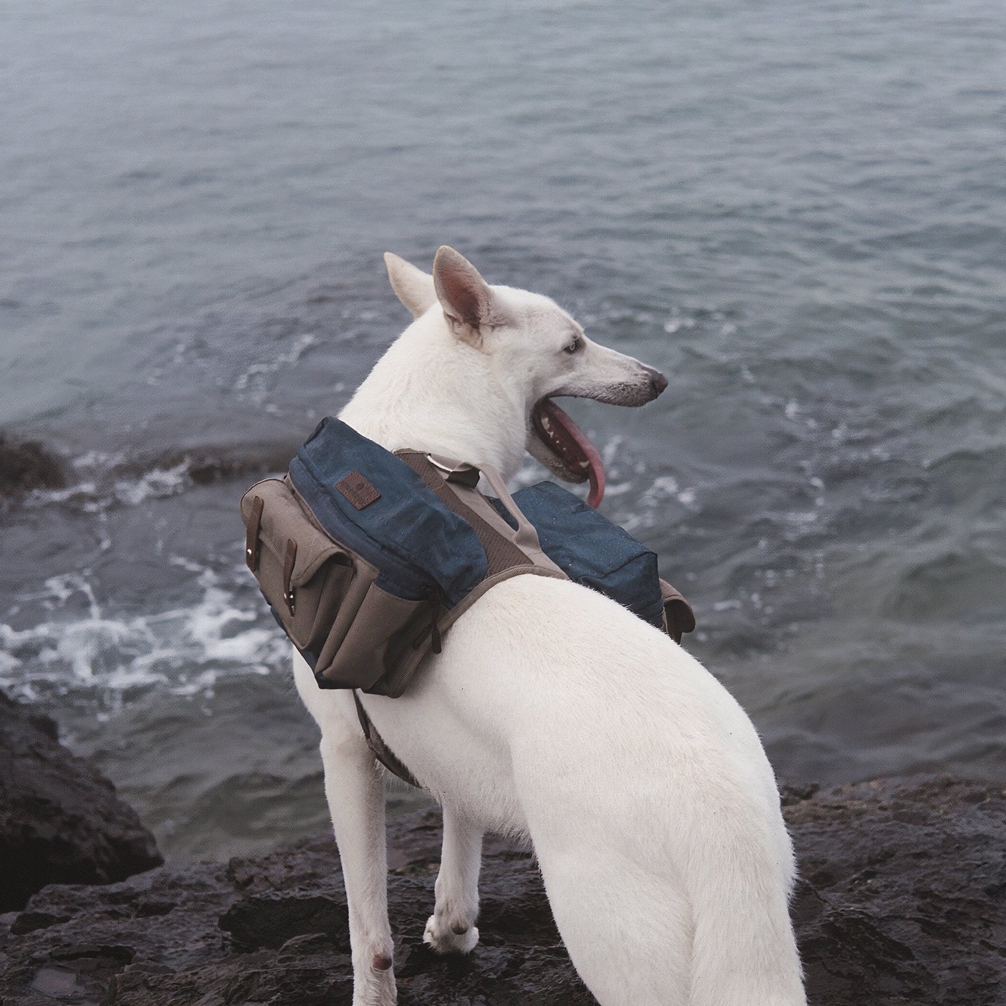 Cactus Creek Dog Adventure Backpack shown on an outdoor adventure dog.